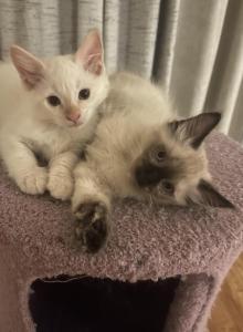 Female Siamese - Siamese Kitten For Sale - Sherman Oaks, CA, US Female Siamese - Siamese Kitten For Sale - Sherman Oaks, CA, US