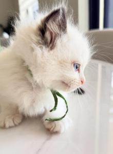 Ellie - Ragdoll Kitten For Sale - Miami Lakes, FL, US Ellie - Ragdoll Kitten For Sale - Miami Lakes, FL, US