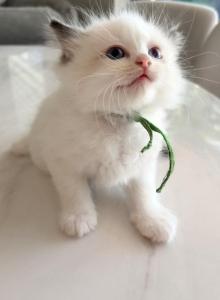 Ellie - Ragdoll Kitten For Sale - Miami Lakes, FL, US Ellie - Ragdoll Kitten For Sale - Miami Lakes, FL, US
