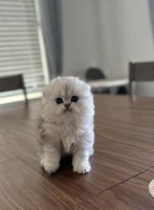 Scottish fold longhair - Scottish Fold Kitten For Adoption - Sacramento, CA, US Scottish fold longhair - Scottish Fold Kitten For Adoption - Sacramento, CA, US