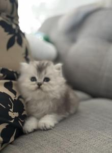 Scottish straight longhair - Scottish Straight Kitten For Sale - Sacramento, CA, US Scottish straight longhair - Scottish Straight Kitten For Sale - Sacramento, CA, US