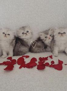 April - Persian Kitten For Sale - Sacramento, CA, US April - Persian Kitten For Sale - Sacramento, CA, US