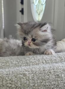 April - Persian Kitten For Sale - Sacramento, CA, US April - Persian Kitten For Sale - Sacramento, CA, US