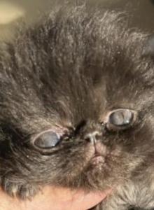 Black boy - Persian Kitten For Sale - Clay&comma; PA&comma; US