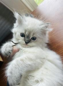 Angeline - Himalayan Kitten For Adoption - Harrisonburg, VA, US Angeline - Himalayan Kitten For Adoption - Harrisonburg, VA, US