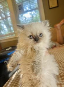 Cloudy - Himalayan Kitten For Sale - Harrisonburg, VA, US Cloudy - Himalayan Kitten For Sale - Harrisonburg, VA, US