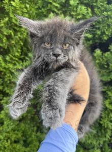Lily - Maine Coon Kitten For Sale - Huntley&comma; IL&comma; US