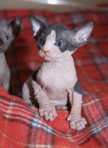 Sofia - Sphynx Kitten For Sale - Wellesley, MA, US Sofia - Sphynx Kitten For Sale - Wellesley, MA, US