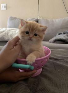 golden cute - British Shorthair Kitten For Sale - Rancho Cucamonga, CA, US golden cute - British Shorthair Kitten For Sale - Rancho Cucamonga, CA, US