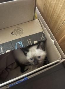 Siamese kittens - Siamese Kitten For Sale - Barre, MA, US Siamese kittens - Siamese Kitten For Sale - Barre, MA, US