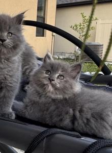 Julius Cesar - Maine Coon Kitten For Adoption - Cocoa&comma; FL&comma; US