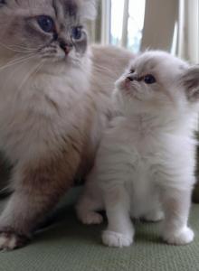 Bella of Reddington Ragdolls - Ragdoll Kitten For Sale - Annapolis Junction, MD, US Bella of Reddington Ragdolls - Ragdoll Kitten For Sale - Annapolis Junction, MD, US