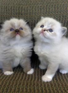 Bella of Reddington Ragdolls - Ragdoll Kitten For Sale - Annapolis Junction&comma; MD&comma; US