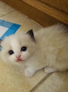 Phoenix - Ragdoll Kitten For Sale - Monrovia, CA, US Phoenix - Ragdoll Kitten For Sale - Monrovia, CA, US