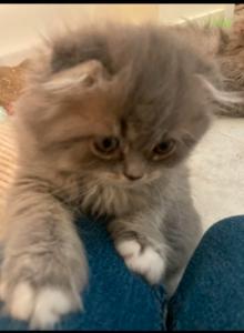 Persian Scottish Fold Litter - Scottish Fold Kitten For Sale - Surprise, AZ, US Persian Scottish Fold Litter - Scottish Fold Kitten For Sale - Surprise, AZ, US