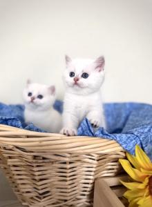 Arctic - British Shorthair Kitten For Sale - Phila&comma; PA&comma; US