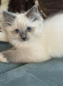 Blue mitted female - Ragdoll Kitten For Sale - Butler&comma; PA&comma; US