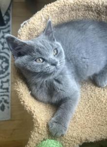 Ella - Scottish Straight Kitten For Adoption - Manhattan&comma; NY&comma; US