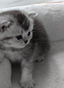 Bella's cuties - Scottish Fold Kitten For Sale - Grove City&comma; OH&comma; US