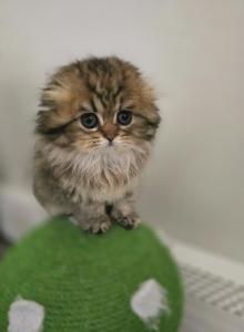 Pixie - Scottish Fold Kitten For Sale - Levittown&comma; PA&comma; US