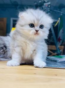 Silver - Scottish Straight Kitten For Sale - Fairview&comma; NJ&comma; US