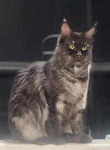 Maleficent - Maine Coon Cat For Adoption - Springfield&comma; OH&comma; US