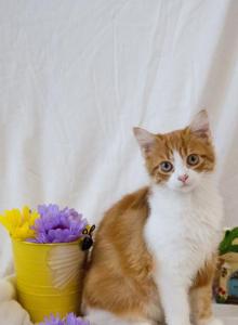Jujube's Baby - Scottish Straight Kitten For Sale - Conroe&comma; TX&comma; US