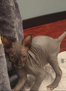 Strangesphynxandelfs - Sphynx Kitten For Sale - IL&comma; US