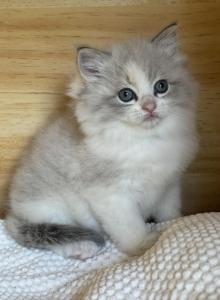 Blue Cream Torbie Bicolor Female - Ragdoll Kitten For Sale - Hastings&comma; PA&comma; US