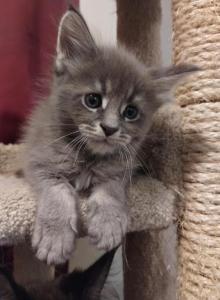 Mufasa - Maine Coon Kitten For Sale - Trevor&comma; WI&comma; US