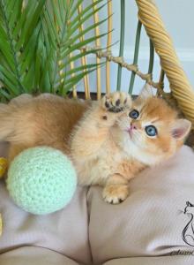 Dante - British Shorthair Kitten For Sale - TN, US Dante - British Shorthair Kitten For Sale - TN, US