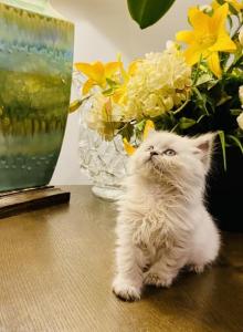 Bella - British Shorthair Kitten For Adoption - Norwood&comma; MA&comma; US