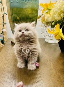 Leo - British Shorthair Kitten For Sale - Norwood&comma; MA&comma; US
