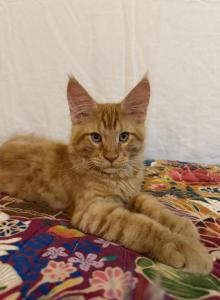 Thomas - Maine Coon Kitten For Sale - Vernon&comma; NJ&comma; US