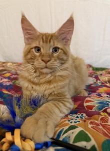 Thomas - Maine Coon Kitten For Sale - Vernon&comma; NJ&comma; US