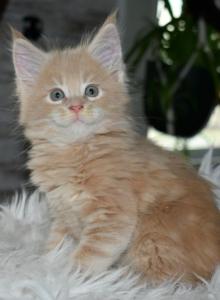 Maine Coon kittens  TICA Registered - Maine Coon Kitten For Sale - Manchester&comma; NH&comma; US