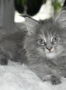 Maine Coon kittens  TICA Registered - Maine Coon Kitten For Sale - Manchester&comma; NH&comma; US