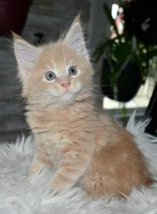 Maine Coons Ready Now TICA Registered - Maine Coon Kitten For Adoption - Manchester&comma; NH&comma; US