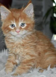 Maine Coons Ready Now TICA Registered - Maine Coon Kitten For Adoption - Manchester&comma; NH&comma; US
