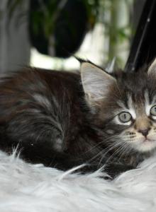 Maine Coons Ready Now TICA Registered - Maine Coon Kitten For Adoption - Manchester&comma; NH&comma; US