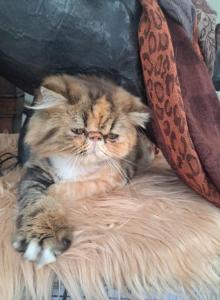 MY PARENTS - Persian Cat For Sale - Sumner&comma; WA&comma; US