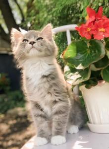 Sampson - Ragdoll Kitten For Sale - Brogueville&comma; PA&comma; US