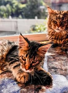 Maine Coon Female Kitten - Maine Coon Kitten For Sale - Staten Island&comma; NY&comma; US