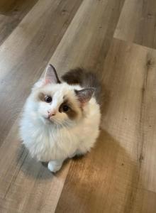 Jay - Ragdoll Kitten For Sale - Canton&comma; GA&comma; US