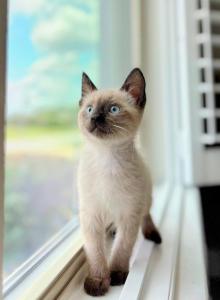 Farley - Ragdoll Kitten For Sale - Orlando&comma; FL&comma; US