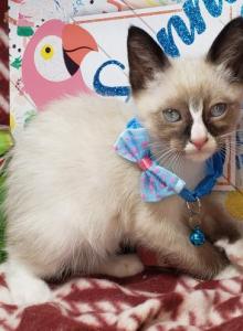 Snow Shoe 1 Male - Siamese Kitten For Sale - NY&comma; US
