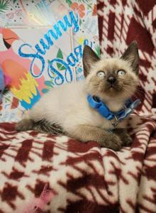 Seal Point 2 Male R - Siamese Kitten For Sale - NY&comma; US