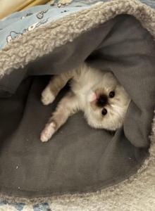 Freya & Charlie's Earth litter - Ragdoll Kitten For Sale - Columbia&comma; MO&comma; US