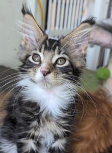 Lulu - Maine Coon Kitten For Sale - Brooklyn&comma; NY&comma; US