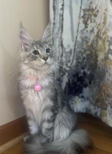 Maine Coon kitten - Maine Coon Kitten For Sale - Winfield&comma; IL&comma; US